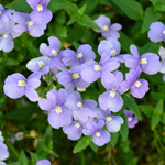 Nemesia Melody Lila Blue